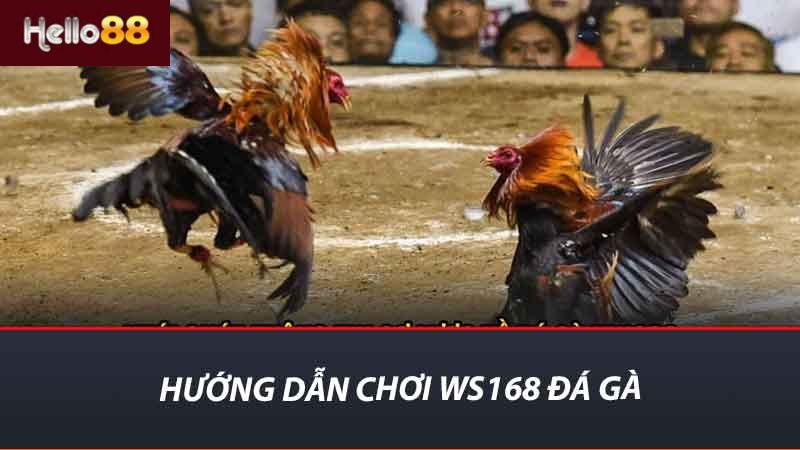 Tìm Hiểu WS168 Đá Gà - Nơi Đam Mê Cuộc Chiến Gà Đỉnh Cao 2 Hướng dẫn chơi WS168 đá gà