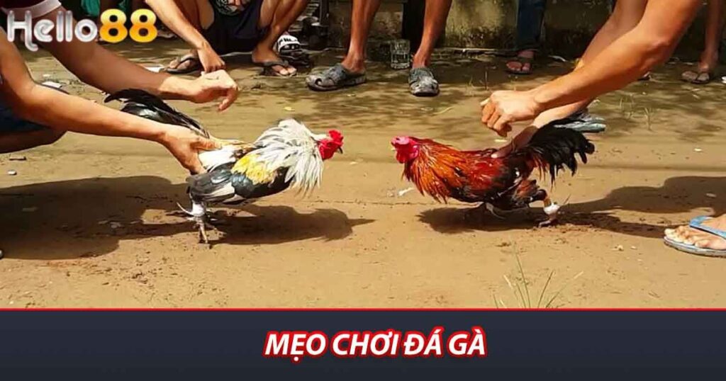 Mẹo chơi đá gà
