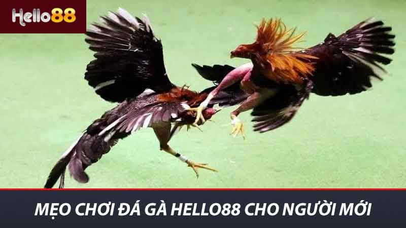 Mẹo Chơi Đá Gà Hello88 - Thắng Dễ Dàng Với Bí Quyết Hay 2 Mẹo chơi đá gà Hello88 cho người mới